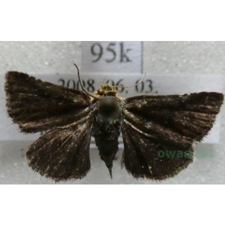 Apaustis rupicola (Denis & Schiffermüller, 1775) Bulgaria95k